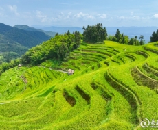 组图丨仲秋紫鹊界