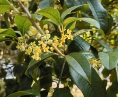 组图丨娄底桂花开了“寻味秋香”