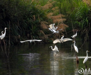 龙湾初秋鹭影白