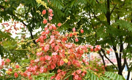 组图丨金秋时节，栾树花果“炫起了渐变色”