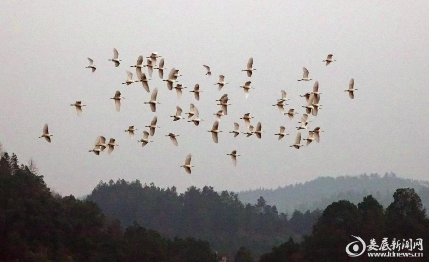 图片8